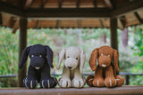 Labrador