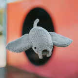 Baby Manta Ray